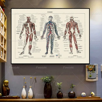 Плакат с анатомией человека Принт французской винтажной книги 1922 года Подарок для врача студента-медика медсестры Настенный декор офиса