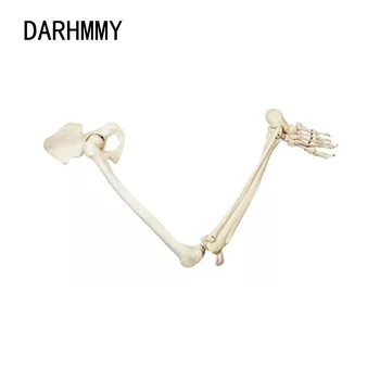 DARHMMY Модель нижней конечности взрослого размера Анатомия скелета Кость ноги с медицинским учебным пособием для бедренной кости стопы